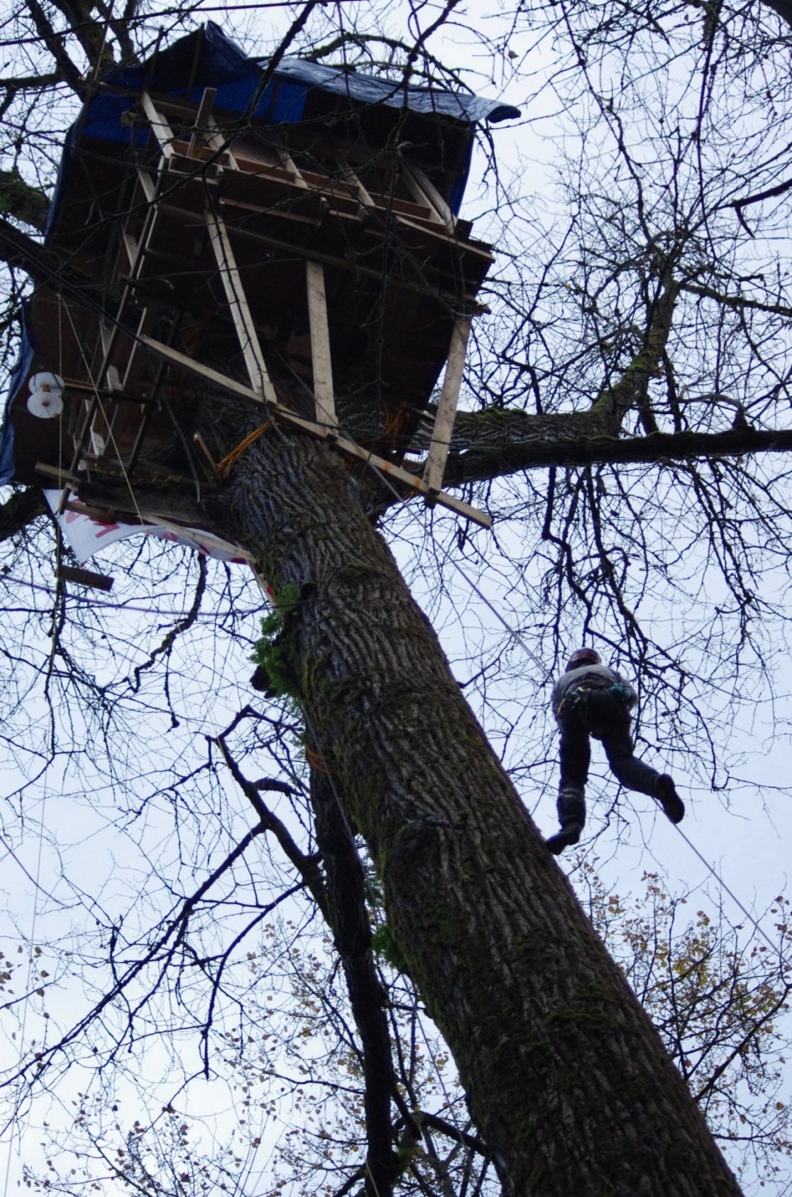 We look up at a tall old tree. Its branches are bare of leaves. There's a tree house in the grey sky and a person is dangling next to the tree. This is a photo of a treesitting action in the path of extractive development in Burnaby, British Columbia, Canada.