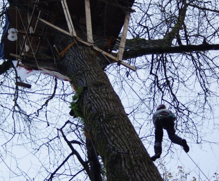 We look up at a tall old tree. Its branches are bare of leaves. There's a tree house in the grey sky and a person is dangling next to the tree. This is a photo of a treesitting action in the path of extractive development in Burnaby, British Columbia, Canada.