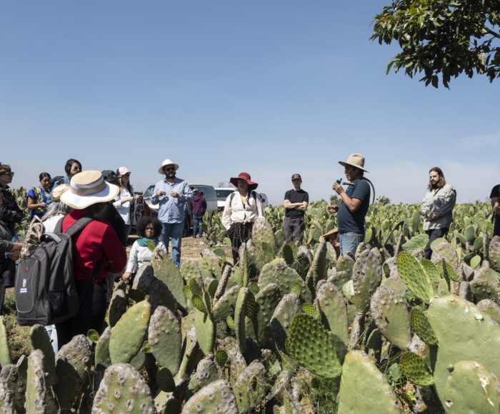 The nopales (cactus) field is full of plants and people. A small group gathers to learn about farming.