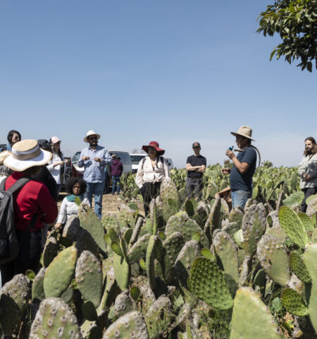 The nopales (cactus) field is full of plants and people. A small group gathers to learn about farming.