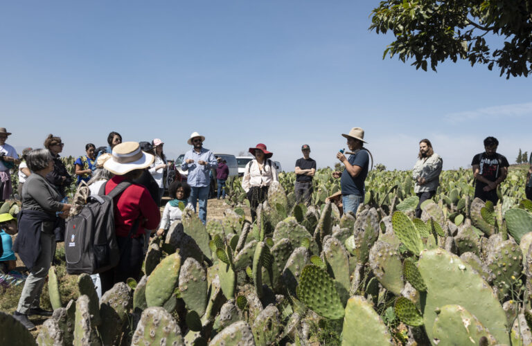The nopales (cactus) field is full of plants and people. A small group gathers to learn about farming.